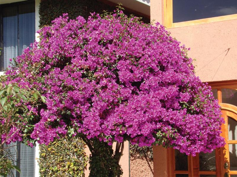 Hotel Arrecife De Coral San Cristóbal de Las Casas Eksteriør billede